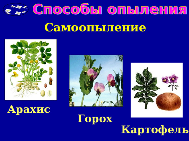 Самоопыление Арахис Горох Картофель 