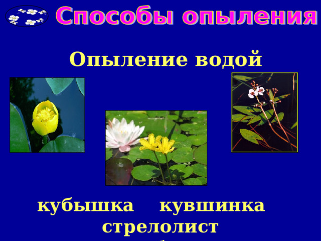 Опыление водой кубышка кувшинка стрелолист желтая белая . 