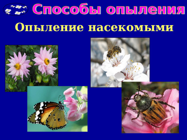 Опыление насекомыми 