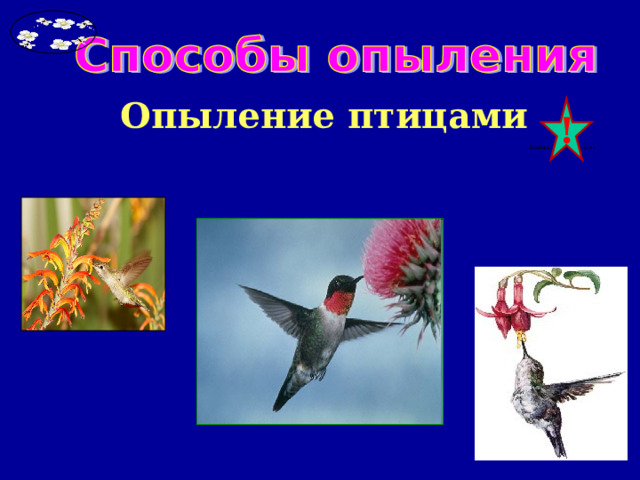 Опыление птицами ! 
