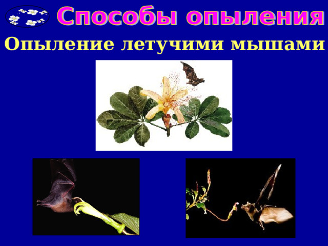 Опыление летучими мышами 