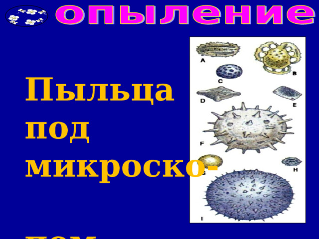 Пыльца под микроско-  пом 