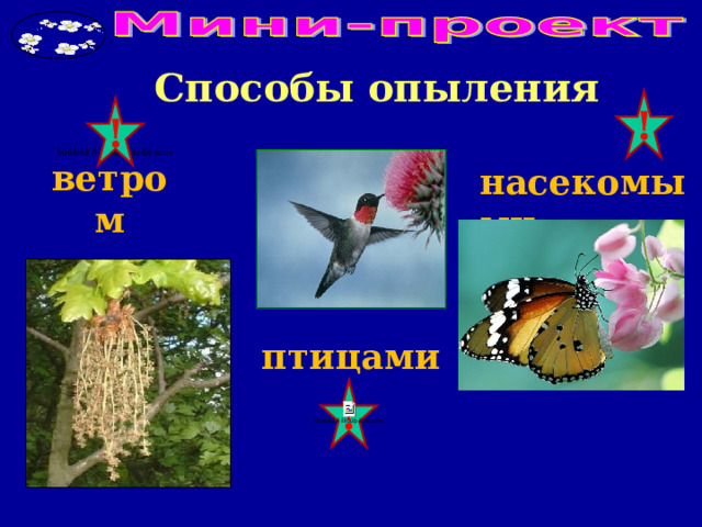 Способы опыления ! ! насекомыми ветром птицами ! 