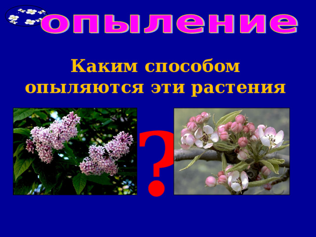 Каким способом опыляются эти растения     ? 