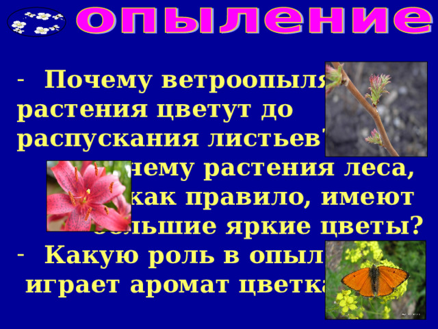 Почему ветроопыляемые растения цветут до распускания листьев? почему растения леса, как правило, имеют большие яркие цветы? Какую роль в опылении  играет аромат цветка?  