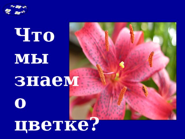 Что мы знаем о цветке? 