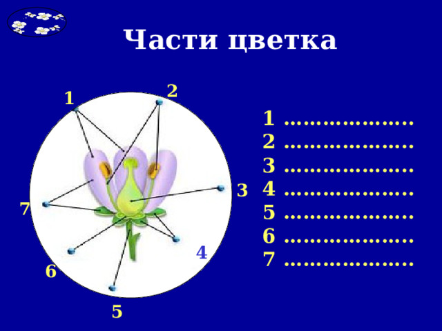 Части цветка 2 1 1 ……………….. 2 ……………….. 3 ……………….. 4 ……………….. 5 ……………….. 6 ……………….. 7 ……………….. 3 7 4 6 5 