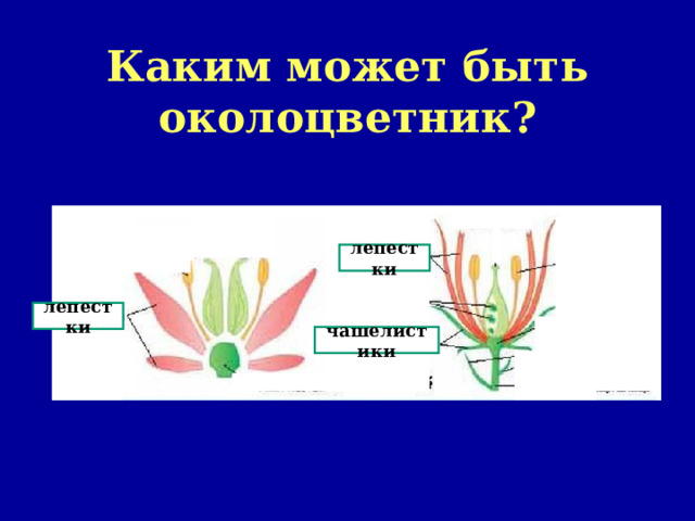 Каким может быть околоцветник? лепестки лепестки чашелистики 