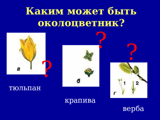 Каким может быть околоцветник? ? ? ? тюльпан крапива верба 