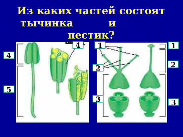 Из каких частей состоят  тычинка и пестик? 4 1 1 4 2 2 5 3 3 