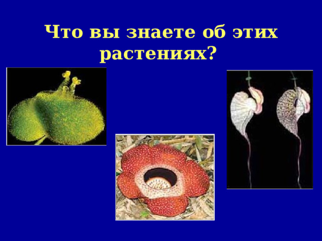 Что вы знаете об этих растениях?  