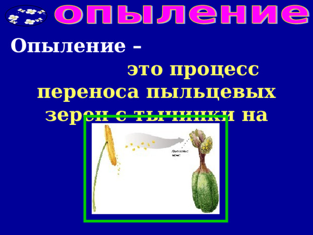 Опыление – это процесс переноса пыльцевых зерен с тычинки на пестик 