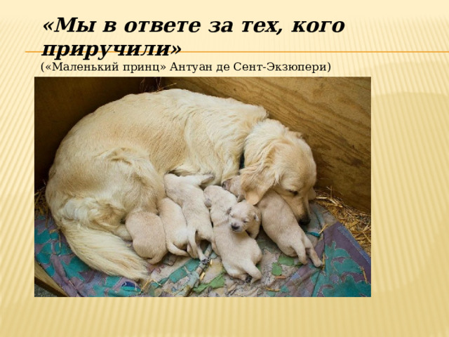 «Мы в ответе за тех, кого приручили» («Маленький принц» Антуан де Сент-Экзюпери) 