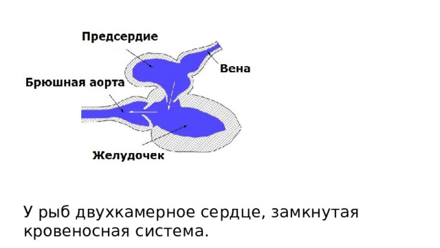 У рыб двухкамерное сердце, замкнутая кровеносная система. 