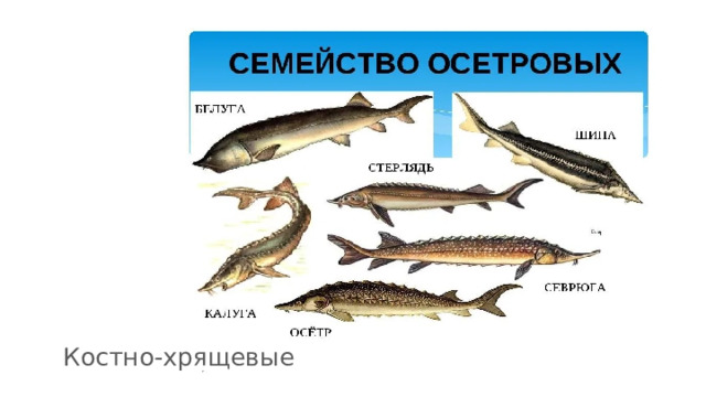 Костно-хрящевые 