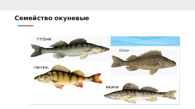 Семейство окуневые 