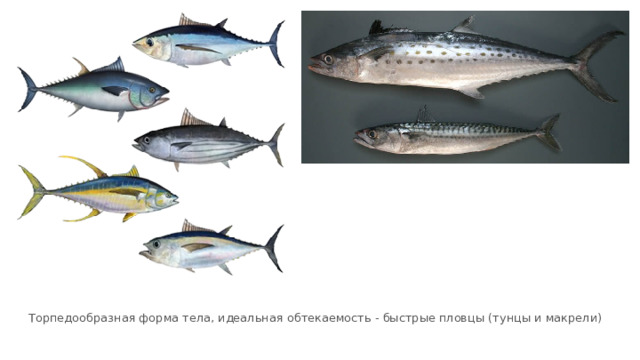 Торпедообразная форма тела, идеальная обтекаемость - быстрые пловцы (тунцы и макрели) 