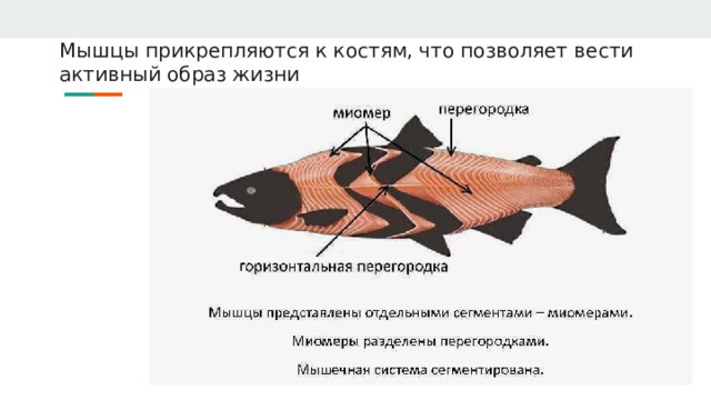 Мышцы прикрепляются к костям, что позволяет вести активный образ жизни 