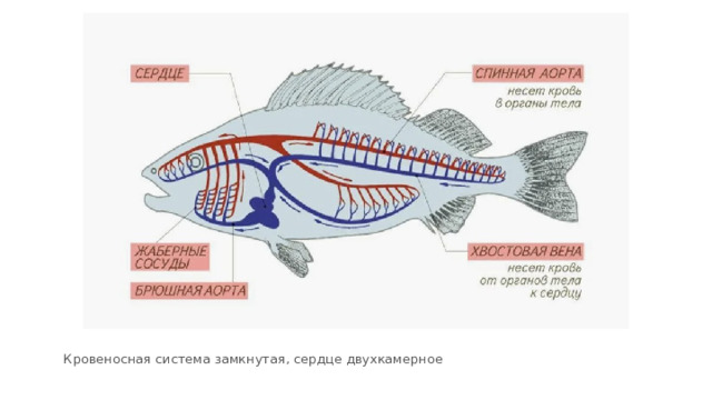 Кровеносная система замкнутая, сердце двухкамерное 