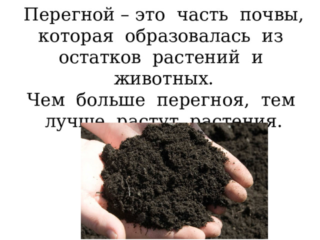 Перегной – это часть почвы, которая образовалась из остатков растений и животных. Чем больше перегноя, тем лучше растут растения. 