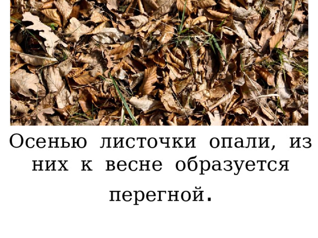 Осенью листочки опали, из них к весне образуется перегной . 