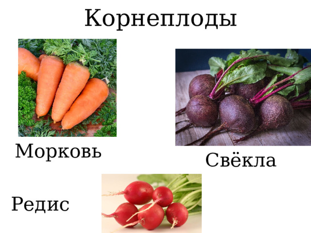 Корнеплоды Морковь Свёкла  Редис  