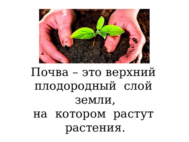 Почва – это верхний плодородный слой земли, на котором растут растения. 
