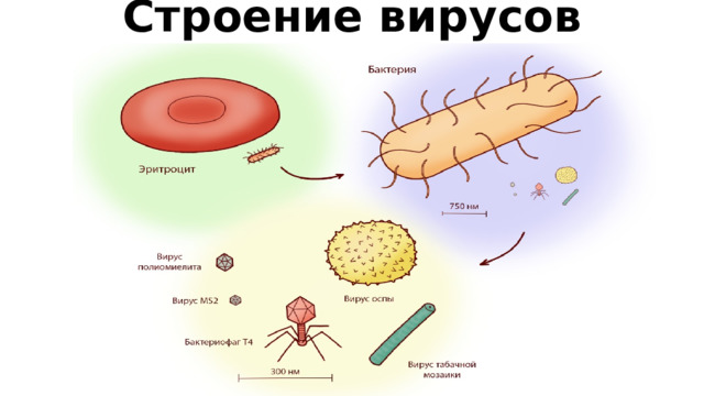 Строение вирусов   Вирусные частицы очень малы. Размеры вирусных частиц настолько малы, что их можно увидеть только с помощью электронного микроскопа. Вирусы мельче бактериальных клеток в 10–100 раз.  