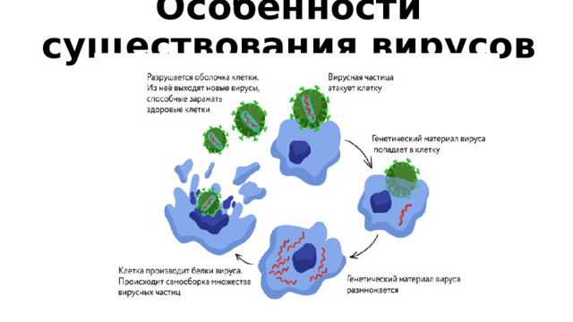 Особенности существования вирусов   Все вирусы — паразиты Вирусы — паразиты живых организмов, так как не способны размножаться вне их клеток. Вне клетки организма-хозяина вирусные частицы не проявляют свойств живого и ведут себя как химические вещества. Попав в клетку, генетический материал вируса начинает воспроизводиться и многократно умножается. Используя генетическую информацию вируса, клетка за счёт собственных ресурсов производит вирусные белки. Таким образом, заражённая клетка превращается в фабрику по производству компонентов вирусных частиц. Из образовавшихся молекул внутри клетки собираются новые вирионы. Затем они разрушают оболочку клетки и после выхода наружу способны заражать соседние клетки.  