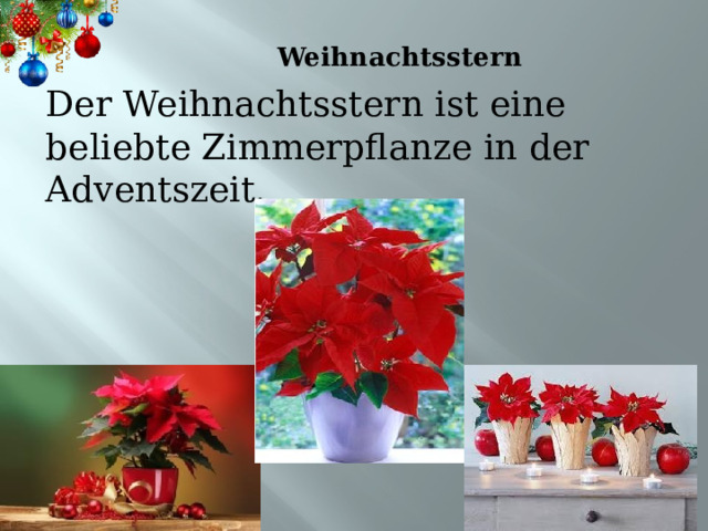   Weihnachtsstern Der Weihnachtsstern ist eine beliebte Zimmerpflanze in der Adventszeit. 