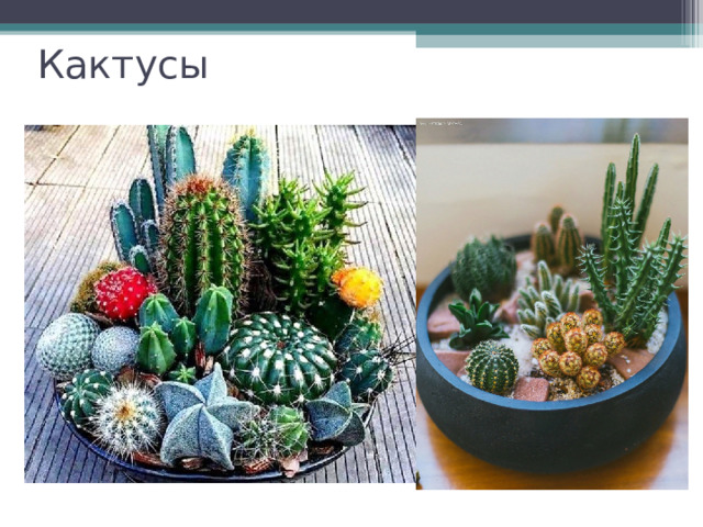 Кактусы 