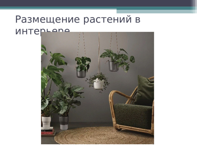 Размещение растений в интерьере 