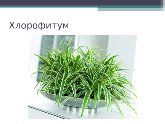 Хлорофитум 