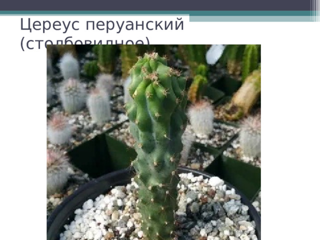 Цереус перуанский (столбовидное) 