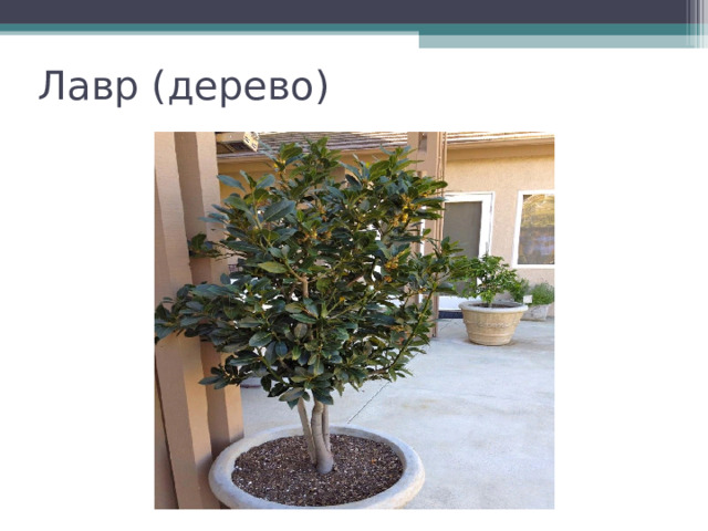 Лавр (дерево) 