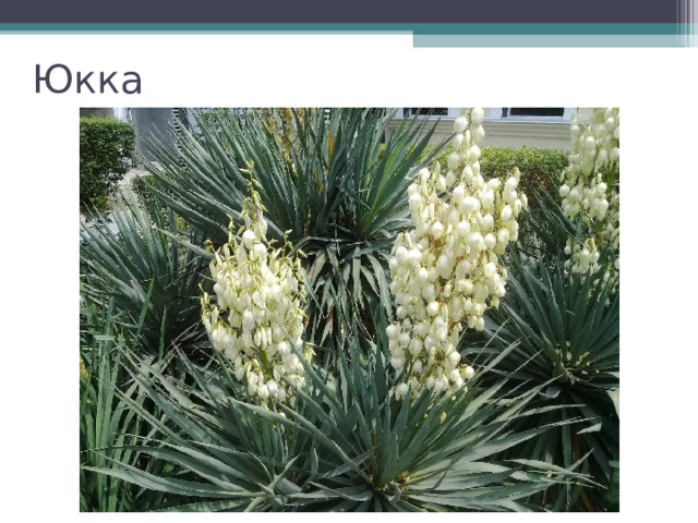 Юкка 