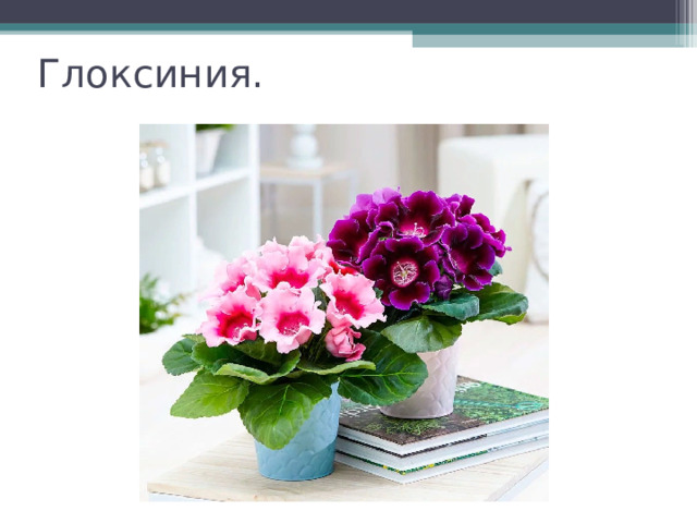 Глоксиния. 