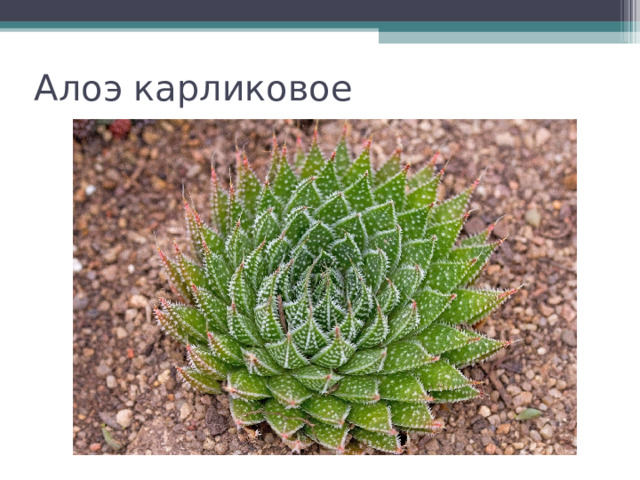 Алоэ карликовое 