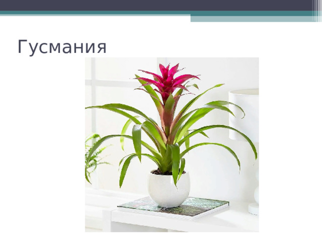 Гусмания 