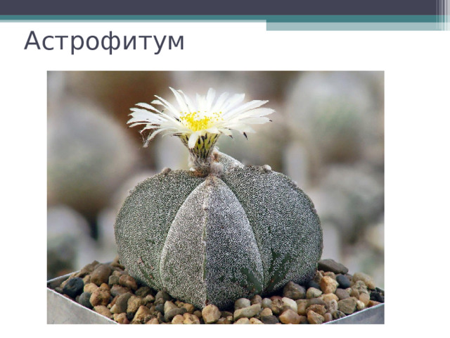 Астрофитум 
