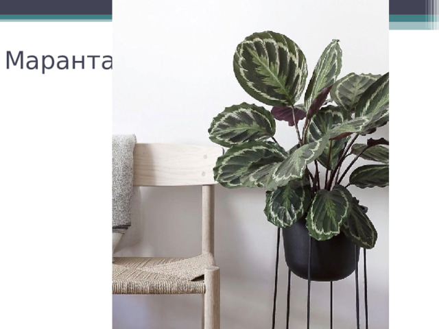 Маранта 
