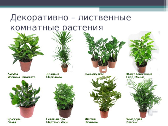 Декоративно – лиственные комнатные растения 
