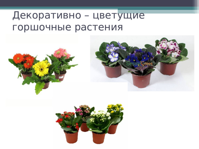 Декоративно – цветущие горшочные растения 