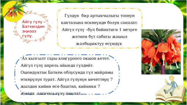 Гүлдүн бир артыкчылыгы тоонун капталына өскөнүндө болуп саналат. Айгүл гүлү –бул бийиктиги 1 метрге жеткен бүт сабагы жашыл жалбырактуу өсүмдүк Айгү гүлү – Баткендин эңкооз гүлү .  Ал кызгылт сары коңгуроого окшоп кетет. Айгүл гүлү апрель айында гүлдөйт. Ошондуктан Баткен облусунда гүл майрамы өткөрүлүп турат. Айгүл гүлүнүн көчөттөрү 7 жылдан кийин өсө баштап, кийинки 7 жылда алгачкы гүлү ачылат. 