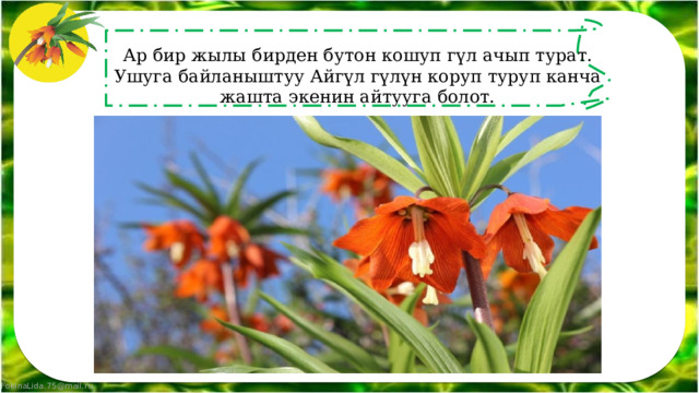 Ар бир жылы бирден бутон кошуп гүл ачып турат. Ушуга байланыштуу Айгүл гүлүн коруп туруп канча жашта экенин айтууга болот. 