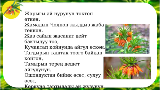 Жарыгы ай нурунун токтоп өткөн,  Жамалын Чолпон жылдыз жаба төккөн.  Жаз сайын жасанат дейт бактылуу тоо,  Кучактап койнунда айгүл өскөн.  Тагдырын таштак тоого байлап койгон,  Тамырын терең дешет айгүлүнүн.  Ошондуктан бийик өсөт, сулуу өсөт,  Көркүнө тартылалы ай жүзүнүн.  Шаңкайып ай чыкканда ал ачылат,  Нурлары асман-жерге бүт чачырап.  Ай менен гүлдүн ыйык арзуусунан,  Тоо бети кыпкызыл бир гүлгө айланат. 