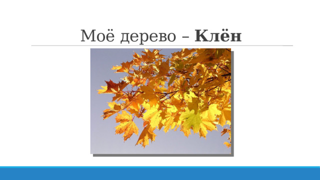 Моё дерево – Клён 