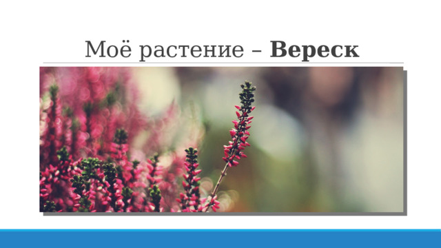 Моё растение – Вереск 