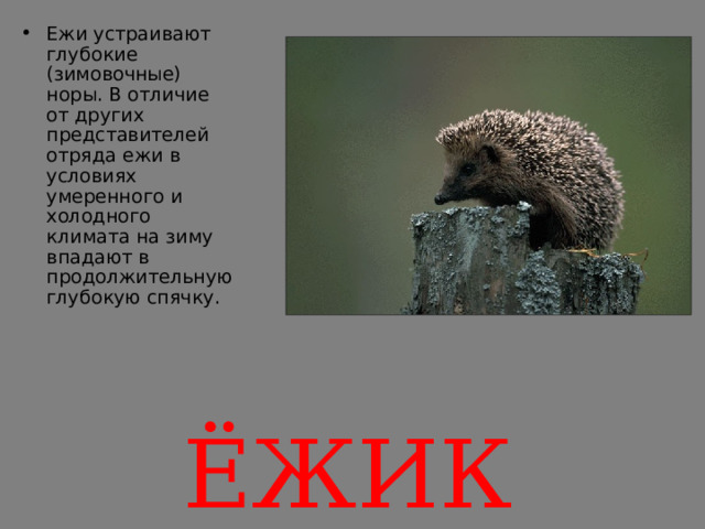Ежи устраивают глубокие (зимовочные) норы. В отличие от других представителей отряда ежи в условиях умеренного и холодного климата на зиму впадают в продолжительную глубокую спячку. ЁЖИК 