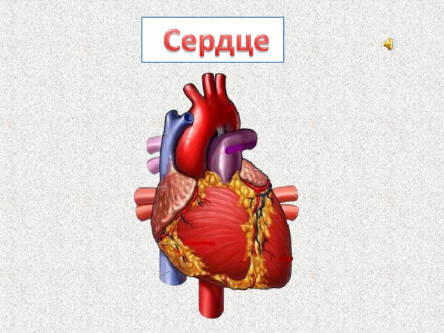 Следующий орган – сердце- .Чтобы узнать жив человек или мёртв прежде всего, прослушивают, бьётся ли у него сердце. . Сердце находится в левой стороне груди. Сердце – это полый мышечный орган, по размеру и по форме напоминающий сжатый кулак. Сердце постоянно сокращается и расслабляется, перегоняя кровь по кровеносным сосудам.  
